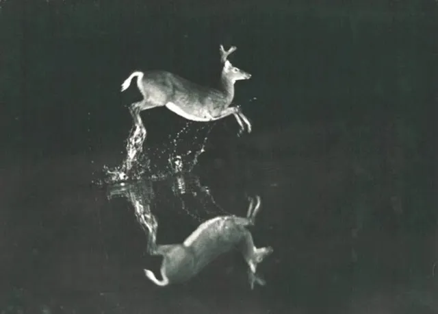 History of wildlife photography