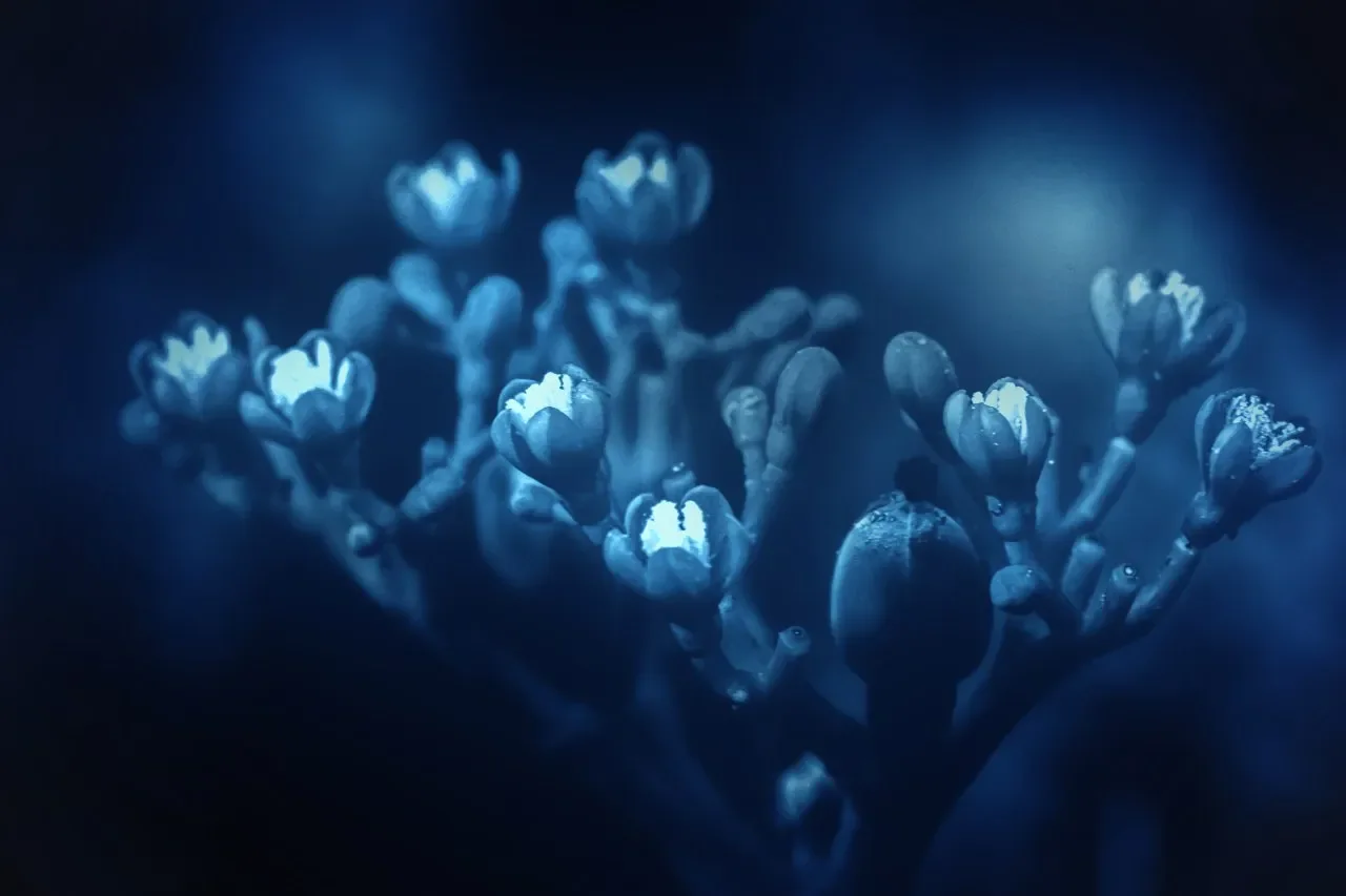 Explore Photography With a Fresh Perspective
