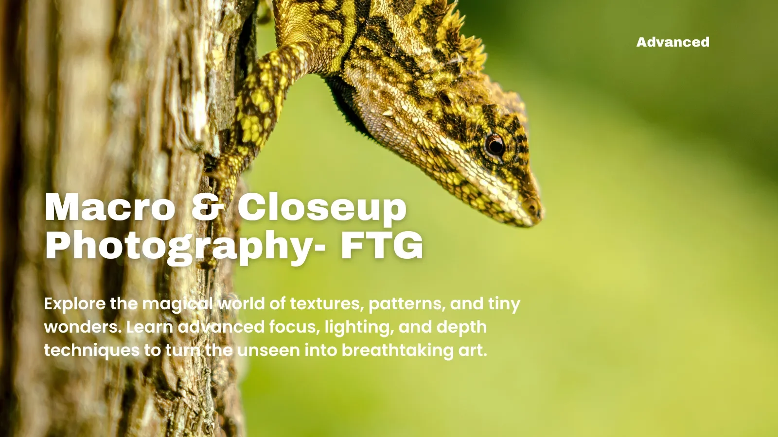 Master class in Macro and closeup Photography (FTG)